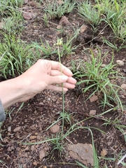 Tulbaghia ludwigiana