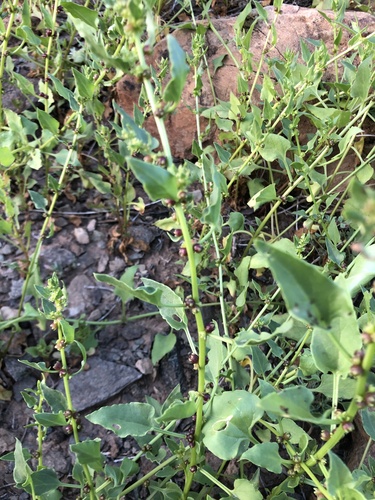 Patellifolia procumbens image