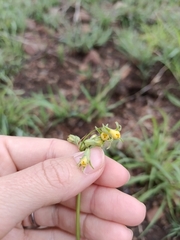 Tulbaghia ludwigiana