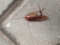 Periplaneta americana