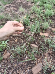 Tulbaghia acutiloba