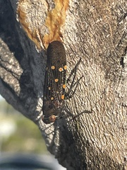 Desudaba maculata