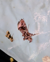 Plusiopalpa adrasta