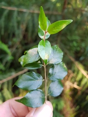 Cephalanthus natalensis