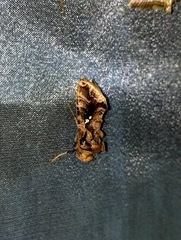 Plusiopalpa adrasta
