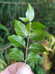 Cephalanthus natalensis