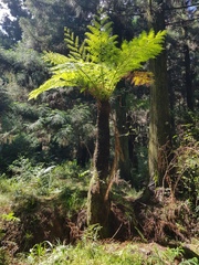 Cyathea dregei