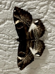 Erebus terminitincta