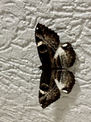 Erebus terminitincta