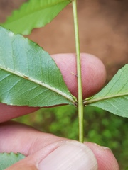 Zanthoxylum davyi