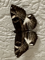 Erebus terminitincta