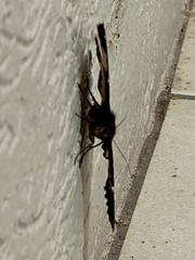 Erebus terminitincta