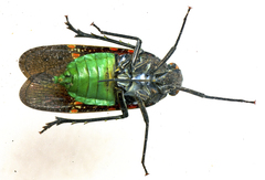 Desudaba maculata