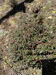 Cotoneaster microphyllus