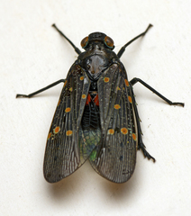Desudaba maculata