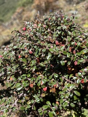 Cotoneaster microphyllus