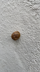 Cornu aspersum