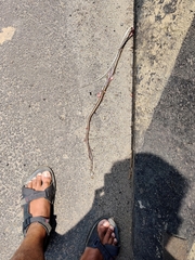 Dendrelaphis tristis