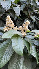 Eriobotrya japonica