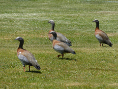 Chloephaga poliocephala