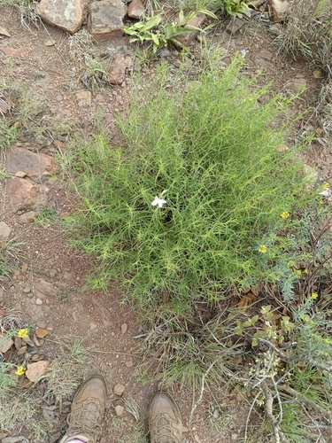 Barleria hirta image