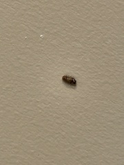 Holoverticata