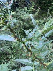 Zanthoxylum
