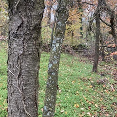 Flavoparmelia caperata