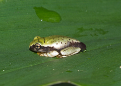 Heterixalus punctatus