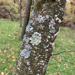 Flavoparmelia caperata