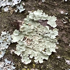 Flavoparmelia caperata