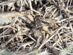 Exhyalanthrax simonae