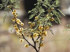 Vachellia caven