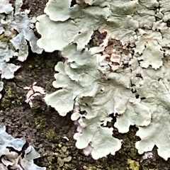 Flavoparmelia caperata