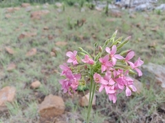 Pelargonium luridum