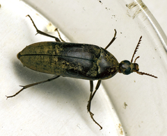 Ripiphoridae