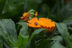 Calendula officinalis
