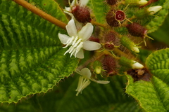 Miconia crenata