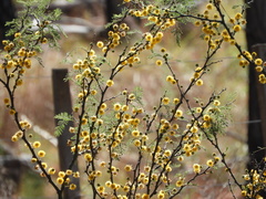 Vachellia caven