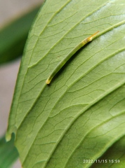 Eupanacra elegantulus