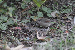 Sinosuthora webbiana