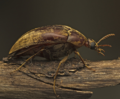 Ripiphoridae