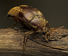 Ripiphoridae