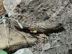 Purpuricenus laetus