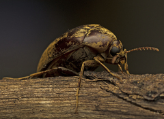 Ripiphoridae