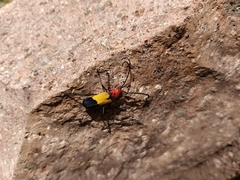 Purpuricenus laetus