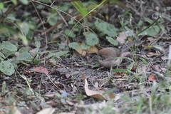 Sinosuthora webbiana