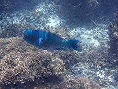 Chlorurus microrhinos