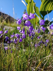 Campanula serrata