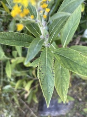Senecio cappa